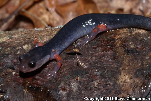 Red-legged Salamander (Plethodon shermani)