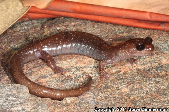 Siskiyou Mountains Salamander (Plethodon stormi)