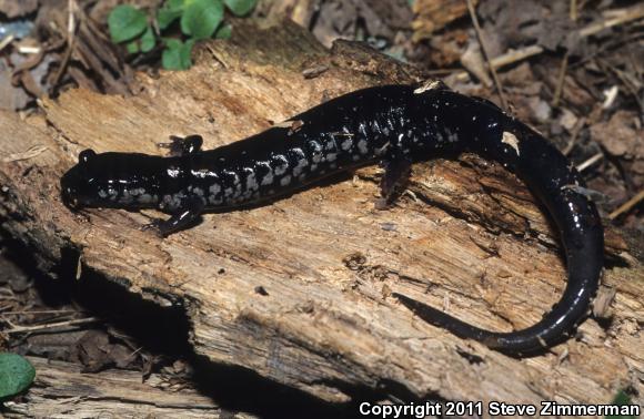 Southern Appalachian Salamander (Plethodon teyahalee)