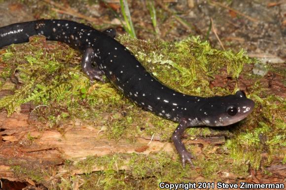 Southern Appalachian Salamander (Plethodon teyahalee)