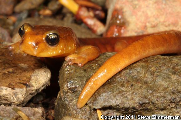 Van Dyke's Salamander (Plethodon vandykei)