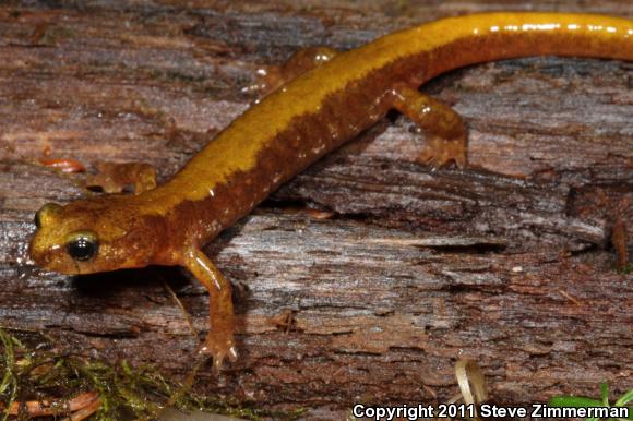 Van Dyke's Salamander (Plethodon vandykei)