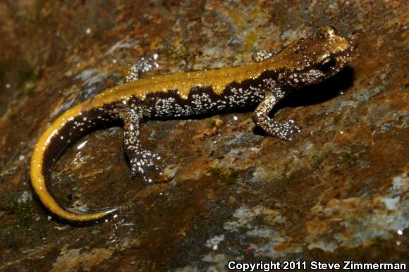 Van Dyke's Salamander (Plethodon vandykei)