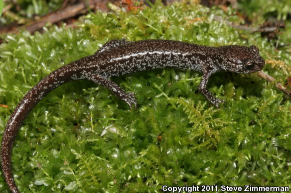 Van Dyke's Salamander (Plethodon vandykei)