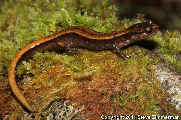 Western Red-backed Salamander (Plethodon vehiculum)