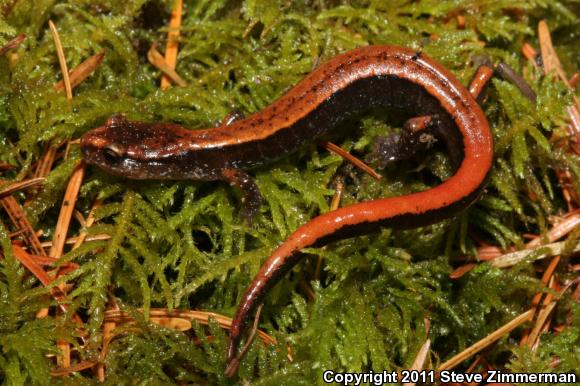 Western Red-backed Salamander (Plethodon vehiculum)