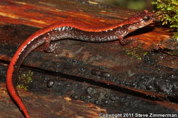 Western Red-backed Salamander (Plethodon vehiculum)