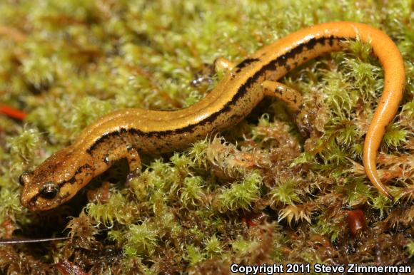 Western Red-backed Salamander (Plethodon vehiculum)