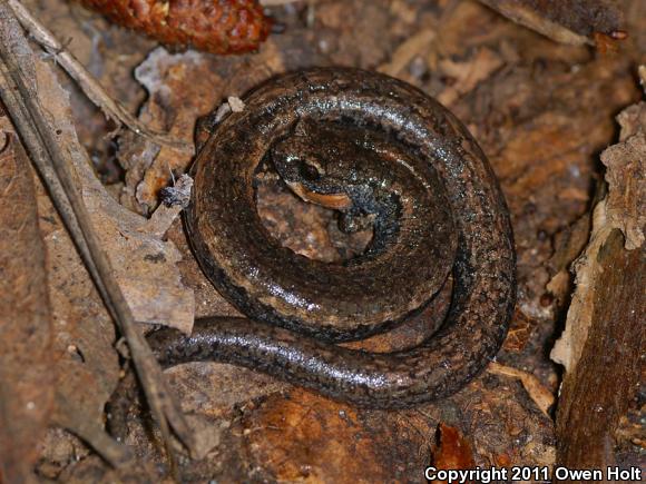 California Slender Salamander (Batrachoseps attenuatus)