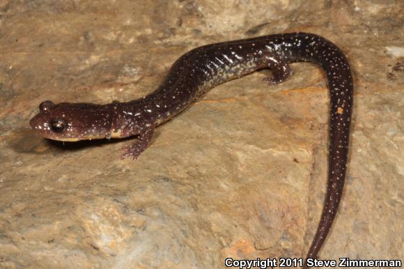 Wehrle's Salamander (Plethodon wehrlei)