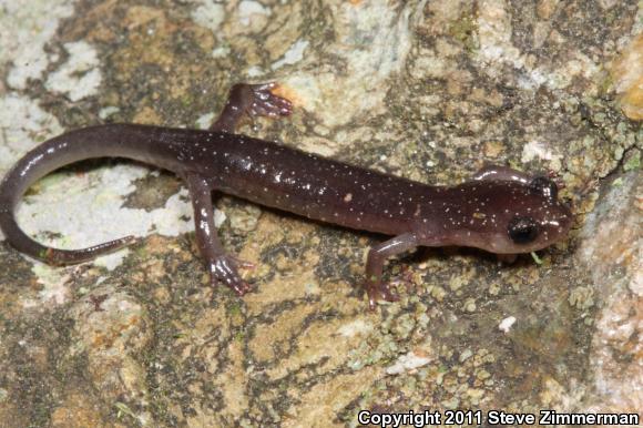 Wehrle's Salamander (Plethodon wehrlei)