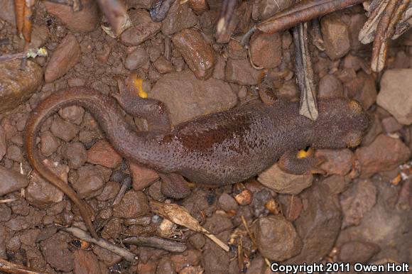 Coast Range Newt (Taricha torosa torosa)