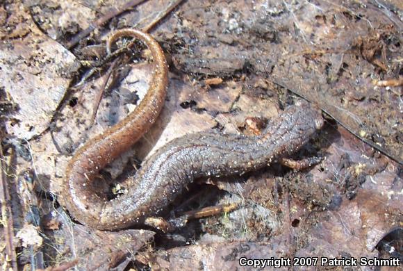 Four-toed Salamander (Hemidactylium scutatum)