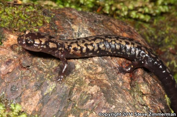 Weller's Salamander (Plethodon welleri)