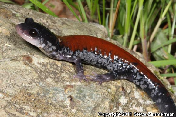 Yonahlossee Salamander (Plethodon yonahlossee)