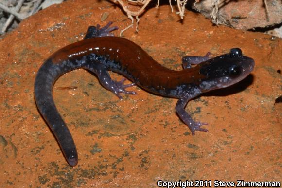 Yonahlossee Salamander (Plethodon yonahlossee)