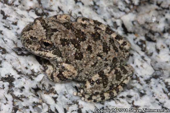 California Treefrog (Pseudacris cadaverina)