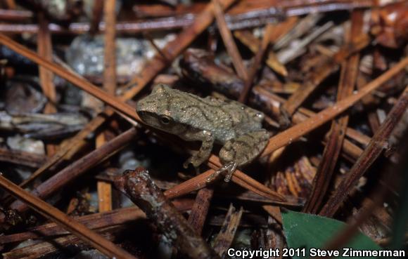 Spring Peeper (Pseudacris crucifer)