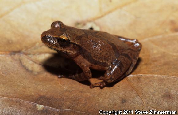 Spring Peeper (Pseudacris crucifer)