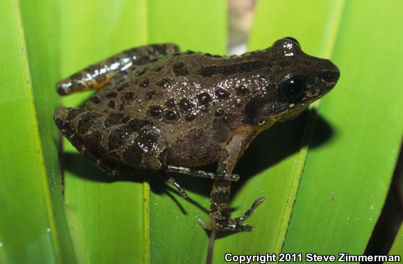 Southern Chorus Frog (Pseudacris nigrita)