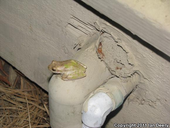 Squirrel Treefrog (Hyla squirella)