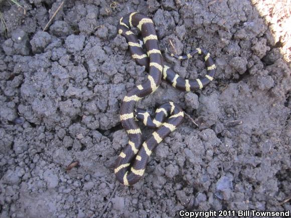 California Kingsnake (Lampropeltis getula californiae)