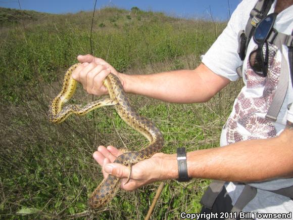 San Diego Gopher Snake (Pituophis catenifer annectens)