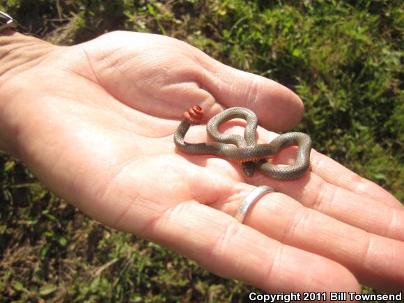 San Diego Ring-necked Snake (Diadophis punctatus similis)