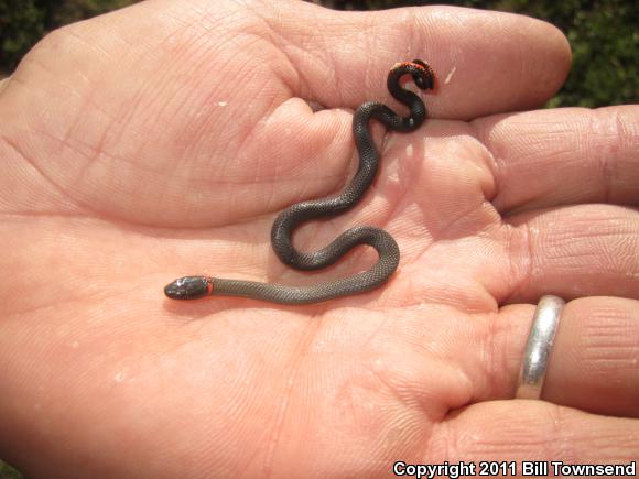 San Diego Ring-necked Snake (Diadophis punctatus similis)