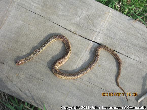 San Diego Gopher Snake (Pituophis catenifer annectens)