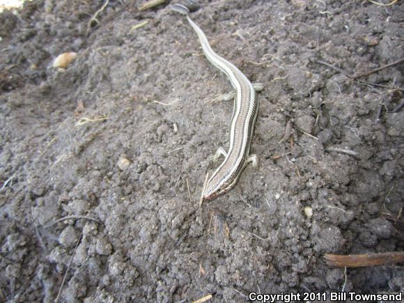 Coronado Island Skink (Plestiodon skiltonianus interparietalis)