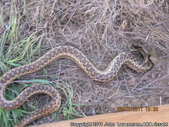 San Diego Gopher Snake (Pituophis catenifer annectens)