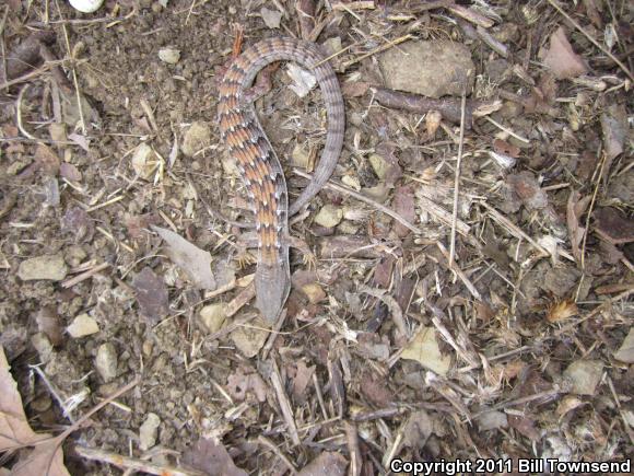 San Diego Alligator Lizard (Elgaria multicarinata webbii)