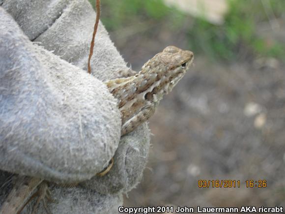 Western Side-blotched Lizard (Uta stansburiana elegans)