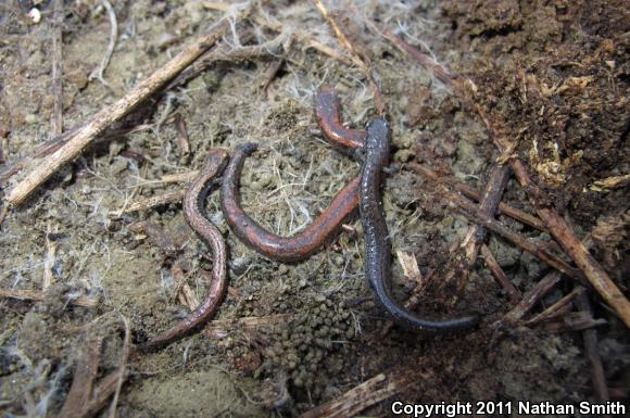 Garden Slender Salamander (Batrachoseps major major)