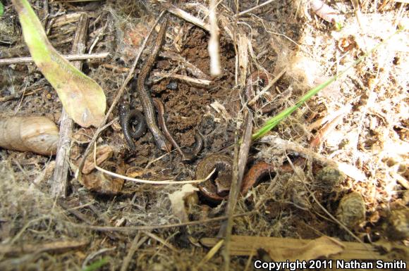 Garden Slender Salamander (Batrachoseps major major)