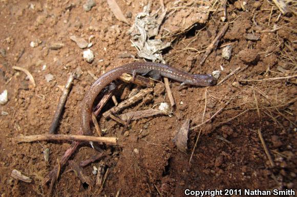 Garden Slender Salamander (Batrachoseps major major)