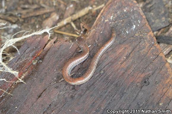 Garden Slender Salamander (Batrachoseps major major)