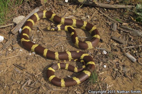 California Kingsnake (Lampropeltis getula californiae)