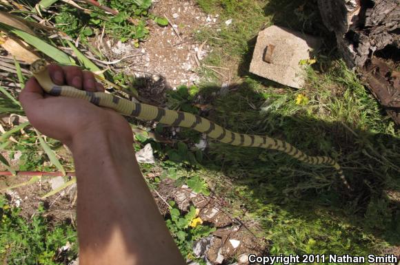 California Kingsnake (Lampropeltis getula californiae)