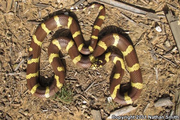 California Kingsnake (Lampropeltis getula californiae)