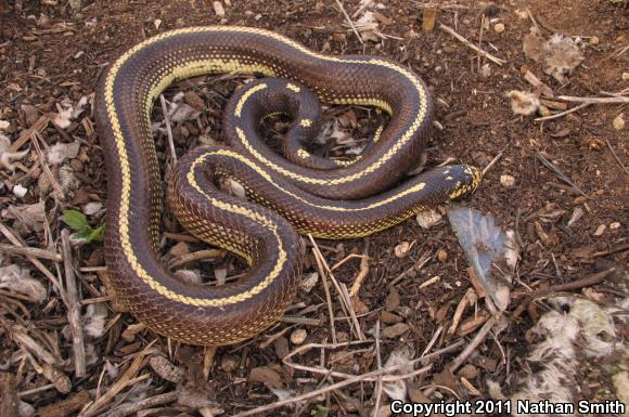 California Kingsnake (Lampropeltis getula californiae)