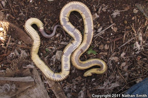 California Kingsnake (Lampropeltis getula californiae)