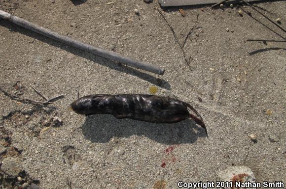 California Kingsnake (Lampropeltis getula californiae)