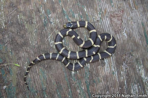 California Kingsnake (Lampropeltis getula californiae)