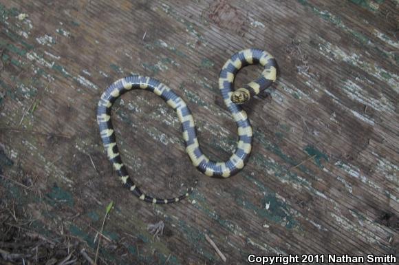 California Kingsnake (Lampropeltis getula californiae)