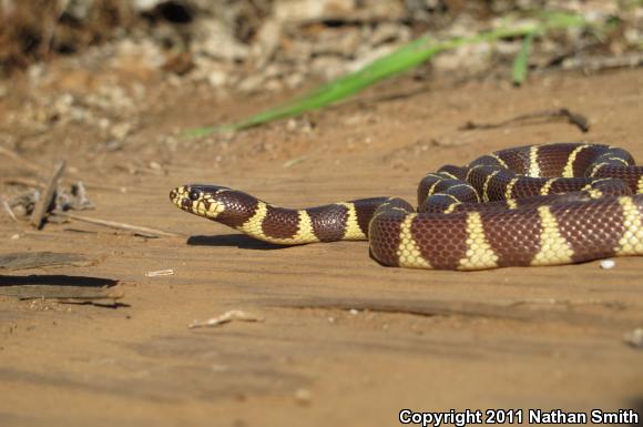 California Kingsnake (Lampropeltis getula californiae)