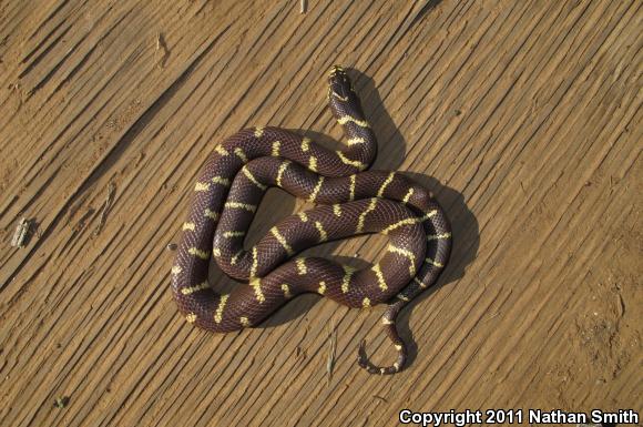 California Kingsnake (Lampropeltis getula californiae)