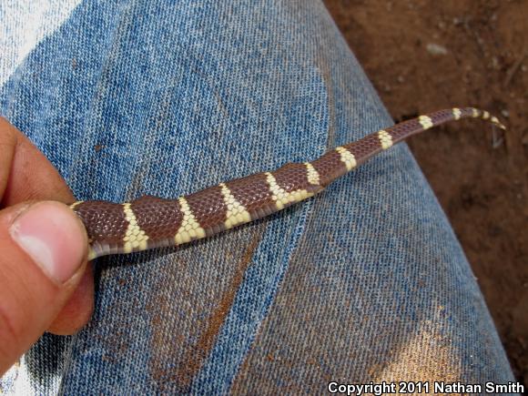 California Kingsnake (Lampropeltis getula californiae)