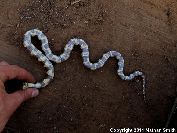 California Kingsnake (Lampropeltis getula californiae)